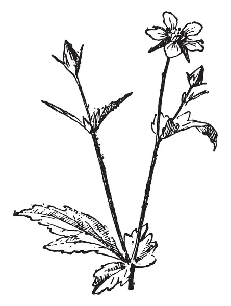 Avens, vintage engraving. — Stockvector