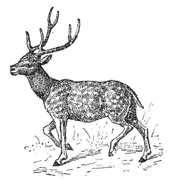 Cerf d'Axe, gravure vintage . — Image vectorielle