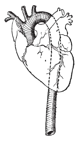 Aorta, grabado vintage . — Archivo Imágenes Vectoriales