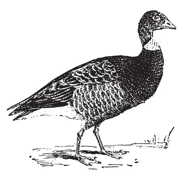 Goose, vintage engraving. — Stok Vektör