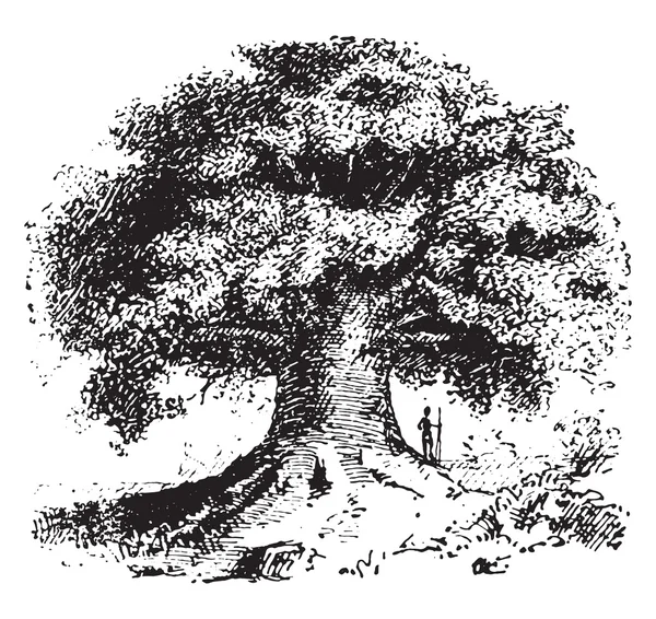 Baobab, vintage engraving. — Stock Vector
