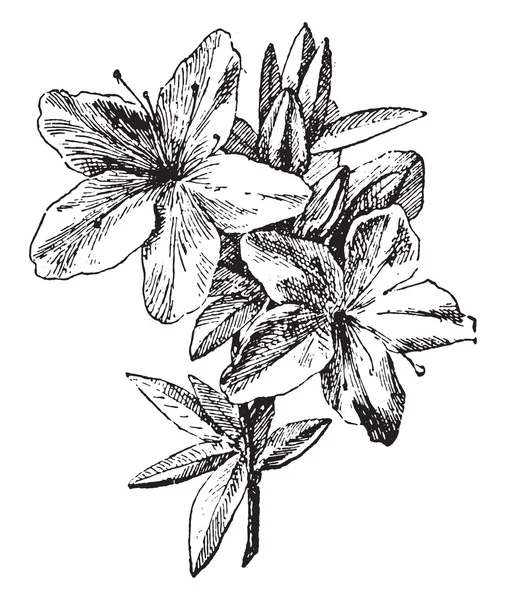 Azalea, vintage gravure. — Stockvector