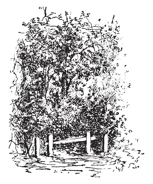 Clôture forestière, gravure vintage . — Image vectorielle