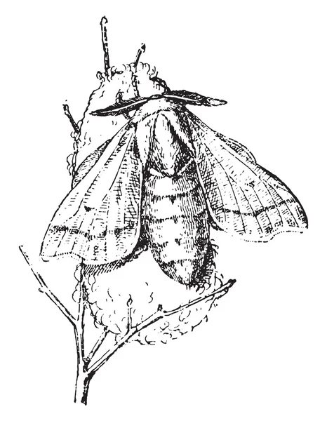 Bombyx, винтажная гравировка . — стоковый вектор