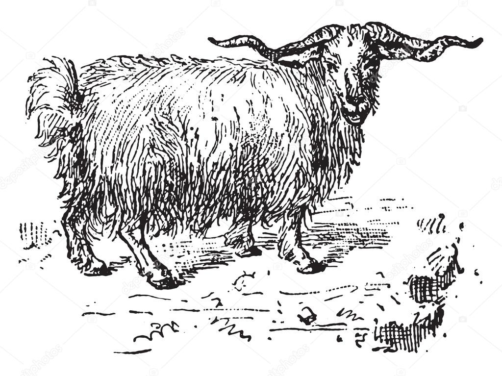 Head Angora Goat Engraving Raster Illustration Stock Illustration  1864399159 | Shutterstock