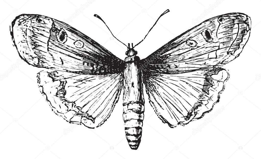 Moth, vintage engraving.