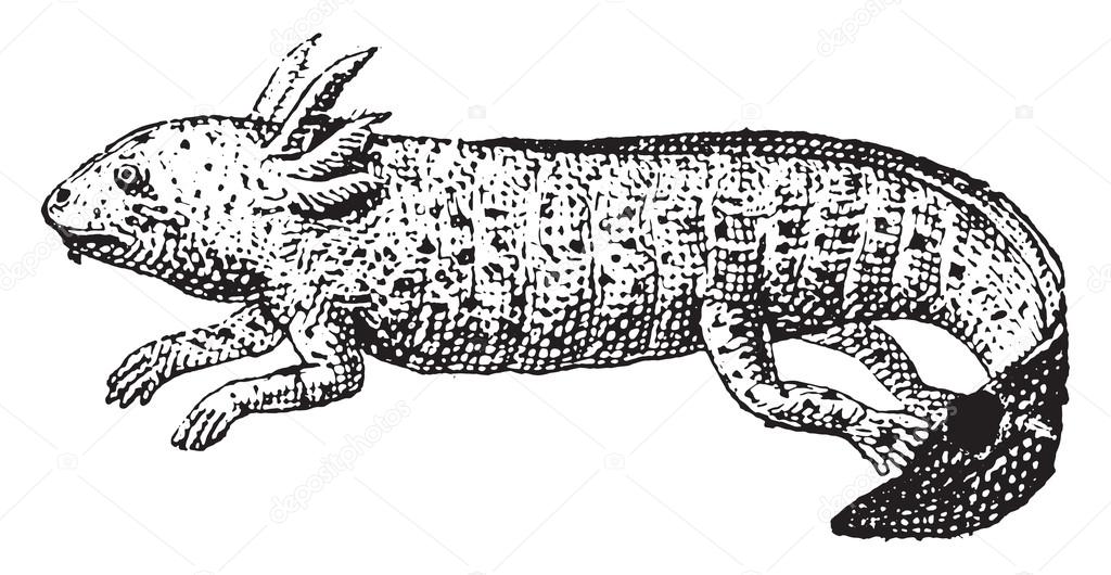 ᐈ Axolotl Drawing Stock Vectors Royalty Free Axolotl Illustrations Download On Depositphotos ᐈ Axolotl Drawing Stock Vectors Royalty Free Axolotl Illustrations Download On Depositphotos