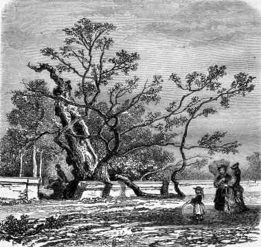 The Judea tree in the Garden of Plants Montepellier, vintage eng