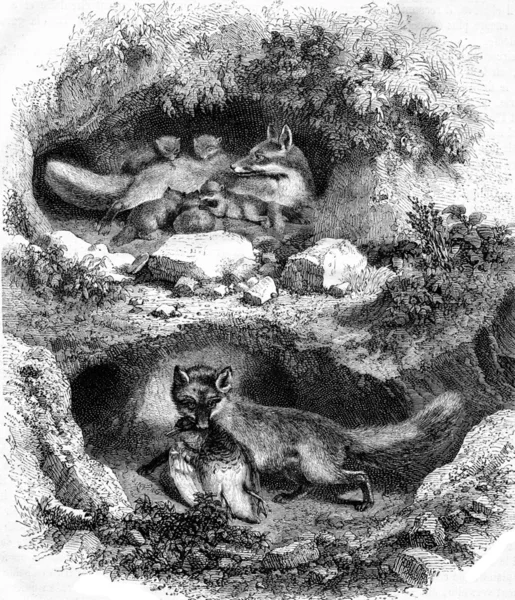 The Fox Burrow, vintage engraving. — Stock Photo, Image