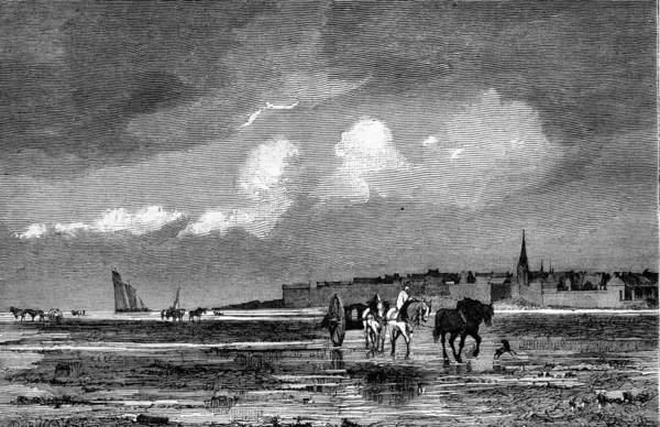 1876年画展，马的研究人员在海湾 — 图库照片