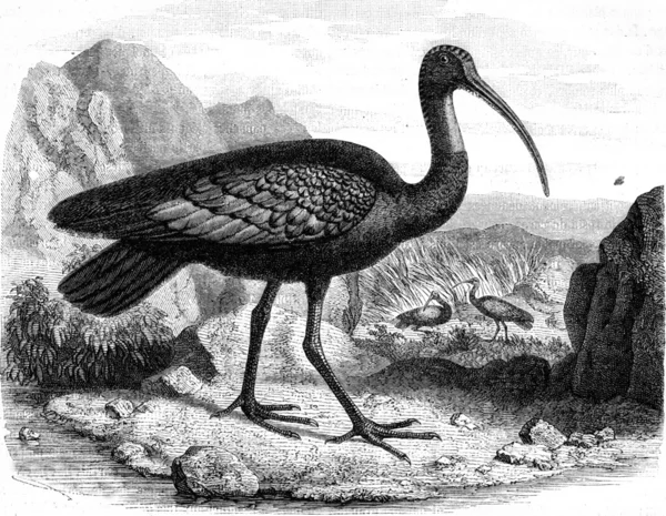 Το γιγάντιο Ibis, που ανακαλύφθηκε το 1876 στις όχθες του Μεκόνγκ (Cambo — Φωτογραφία Αρχείου