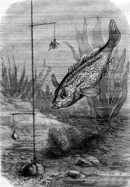 Vissen in de lijn op zee, vintage gravure. — Stockfoto