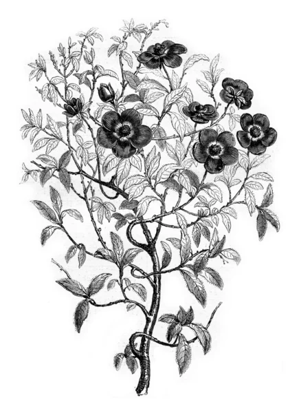 The Cistus, which produces ledanon or ladanum, vintage engraving — Stock Photo, Image