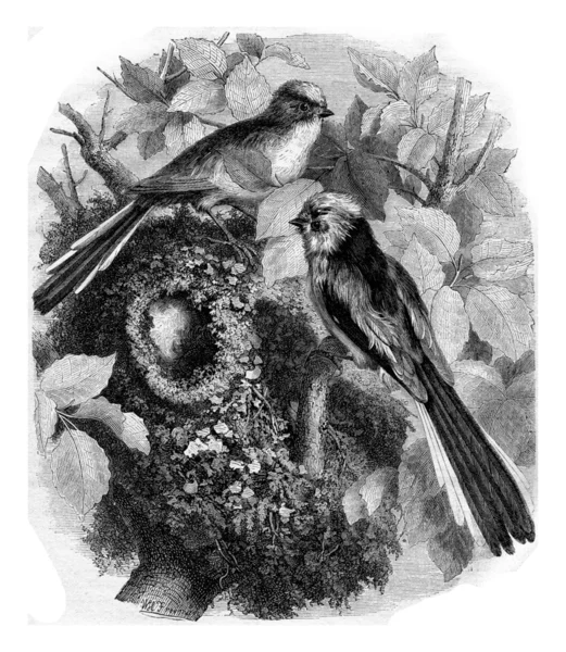 Chickadee długi ogon i jego gniazdo, Vintage Grawerowanie. — Zdjęcie stockowe