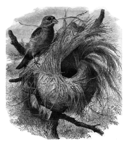 Grosbeak migratory of Madagascar and its nest, vintage engraving — Stok fotoğraf