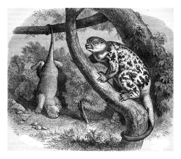 Cuscus of New Guinea, vintage engraving. — Stockfoto