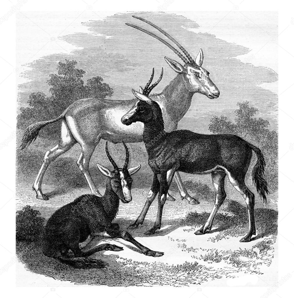 Scimitar-horned Oryx antelope, Antelopes Bless-Bok, vintage engr