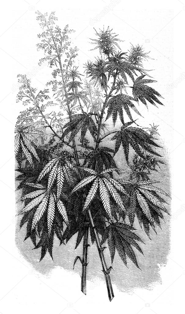 Hemp, vintage engraving.