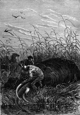 He cut the tusks, vintage engraving.