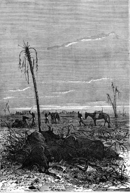 Already some beasts of burden, vintage engraving.