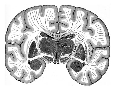 Vertical section of brain, vintage engraving. clipart