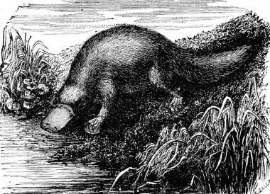 Platypus ya da ördek - gagalı platypus, vintage oyma.
