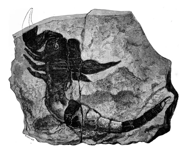 Scorpion fossil hittades i 1884 i Silurian, Vintage gravyr — Stockfoto