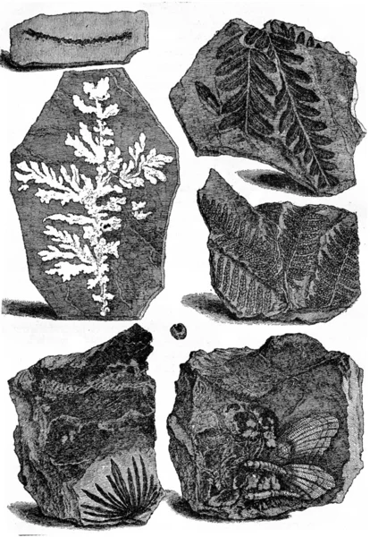 Slates bearing fossils, vintage engraving. — Stock Photo, Image