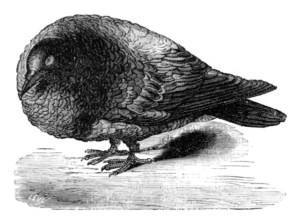 Pigeon after ablation of the cerebral lobes, vintage engraving. — Stock Photo, Image