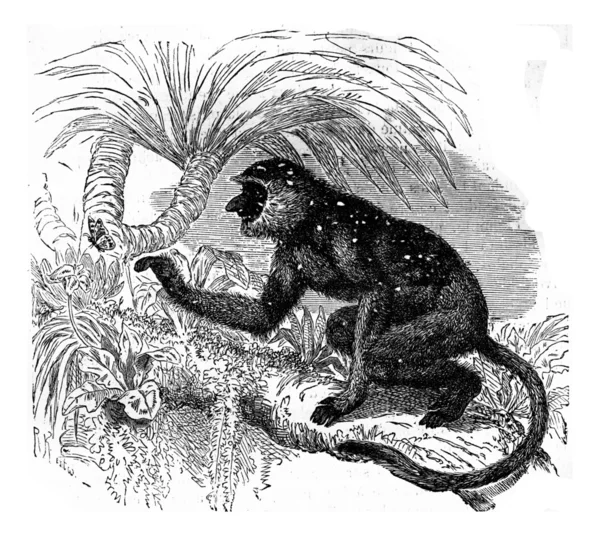 Proboscis monkey langur, vintage engraving. — Stock Photo, Image