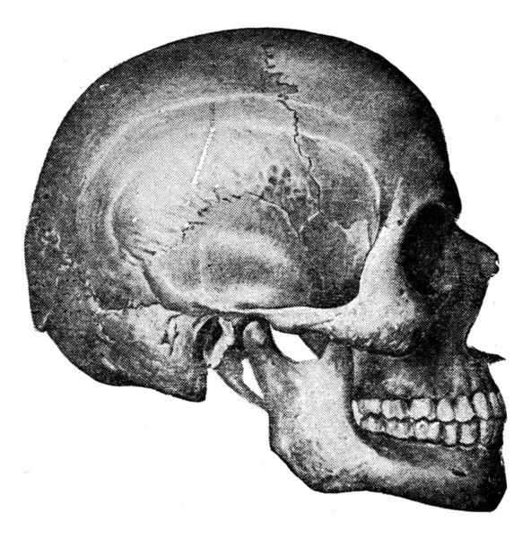 Vista laterale del cranio, incisione vintage . — Foto Stock
