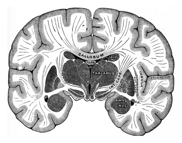 Coupe verticale du cerveau, gravure vintage . — Photo