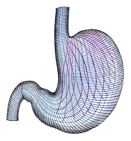 O estômago, gravura vintage . — Fotografia de Stock