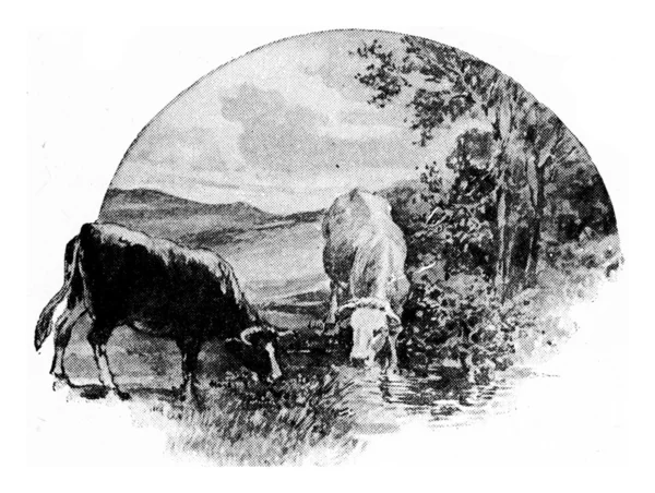 Krowa zjada trawę i koniczyny z łąki, napoje wody z — Zdjęcie stockowe
