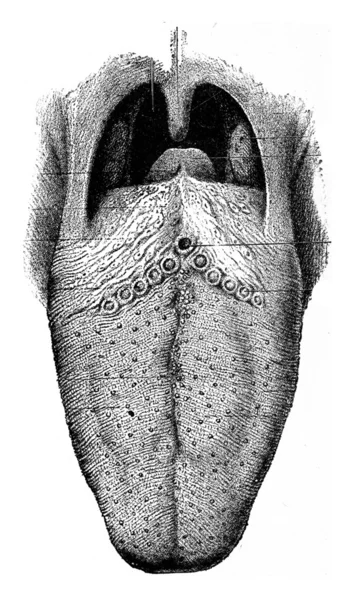 The tongue showing papilla, vintage engraving. — Stock Photo, Image