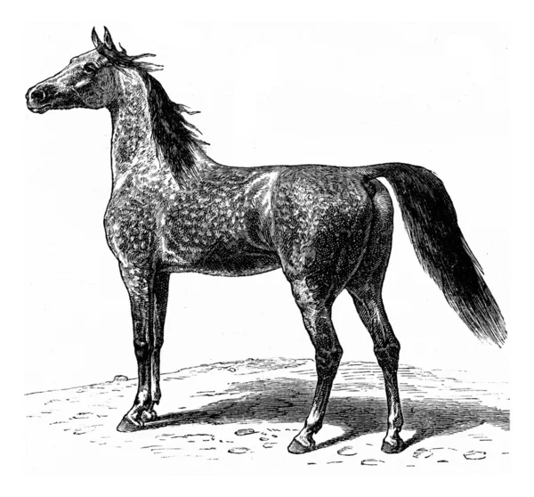 Horse, vintage engraving. — Stock Photo, Image