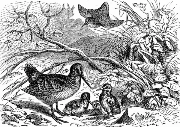 A family of woodcock, vintage engraving. — Stock Photo, Image
