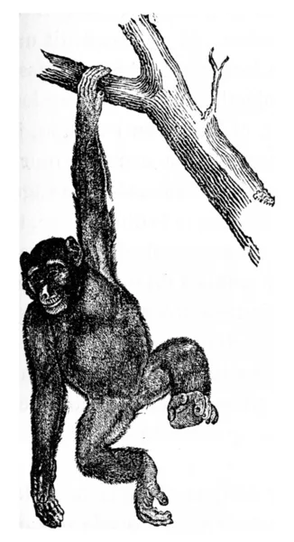Chimpanzé troglodita ou chimpanzé robusto, gravura vintage . — Fotografia de Stock