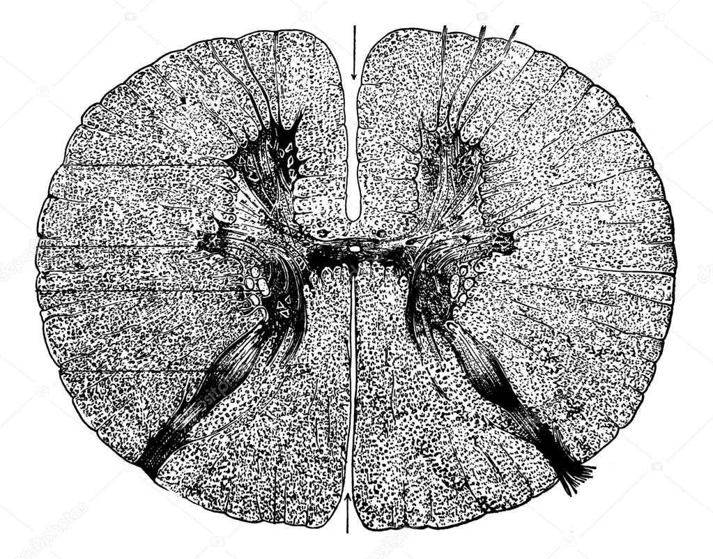 Section of the spinal cord, vintage engraving.