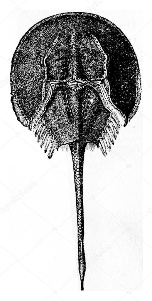 Horseshoe crab, vintage engraving.