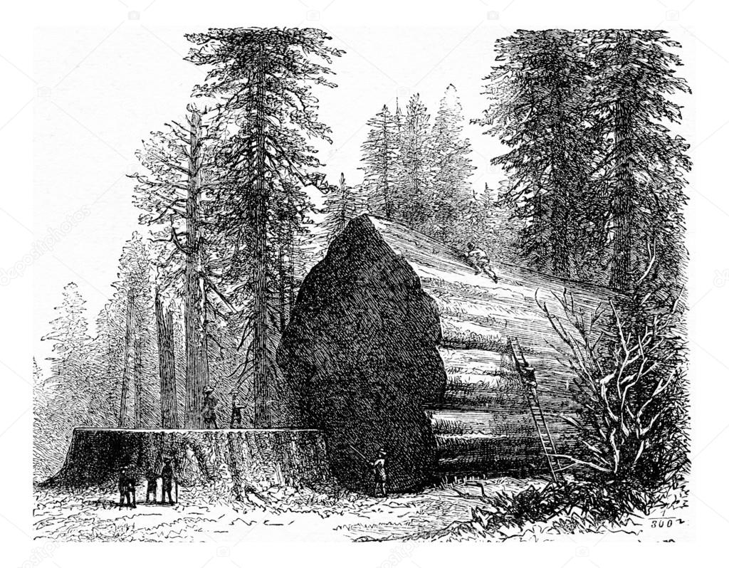 Redwood, vintage engraving. — Stock Photo © Morphart 90366916