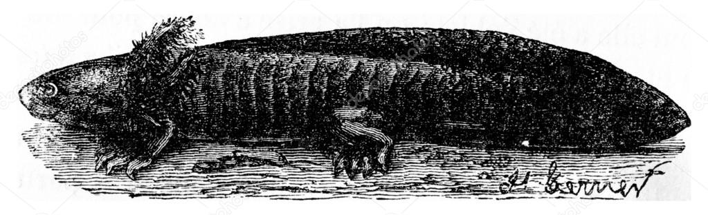 Axolotl Of Mexicaanse Salamander Vintage Gravure Stockfoto Rechtenvrije Foto Door C Morphart Axolotl Of Mexicaanse Salamander Vintage Gravure Stockfoto Rechtenvrije Foto Door C Morphart
