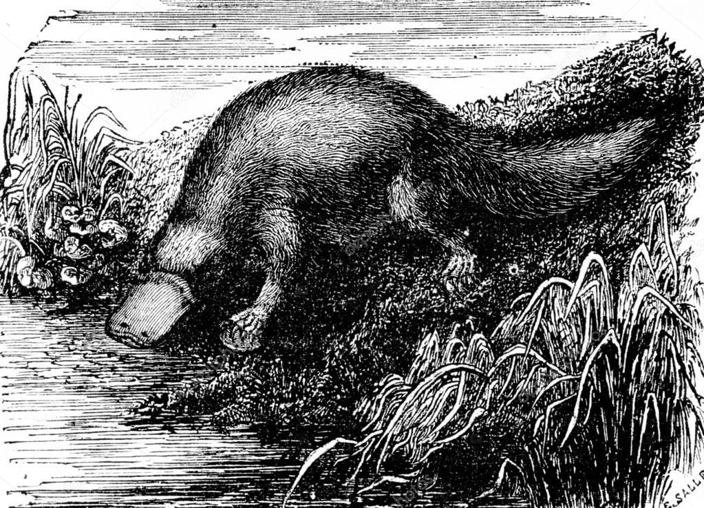 Platypus or Duck-billed platypus, vintage engraving.