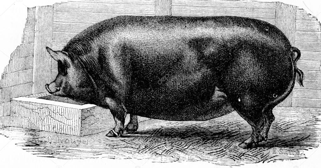 Pig, vintage engraving.