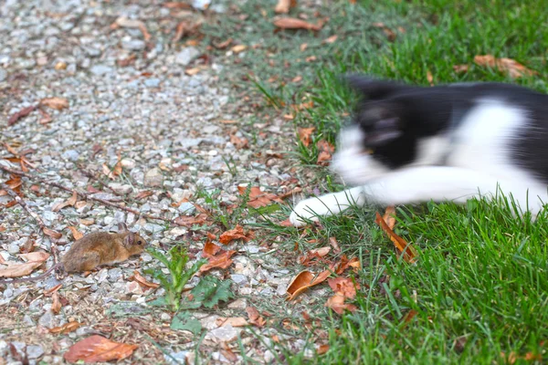 kedi bir fare avcılık