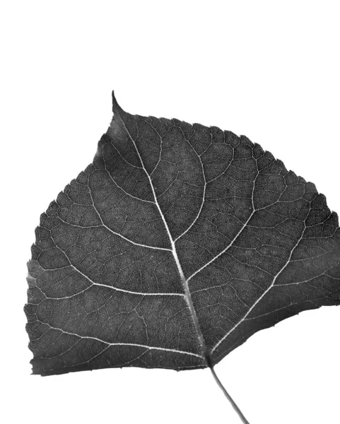 Blad Van Cottonwood Zwart Wit Uitgesneden Witte Achtergrond — Stockfoto