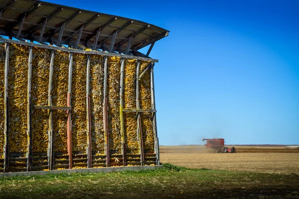 Кукурузные початки высыхают в открытом бункере на краю поля для сбора урожая — стоковое фото