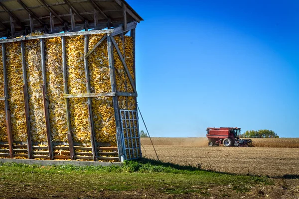 Maiskolben trocknen in einem Außensilo am Rande des Erntefeldes lizenzfreie Stockbilder