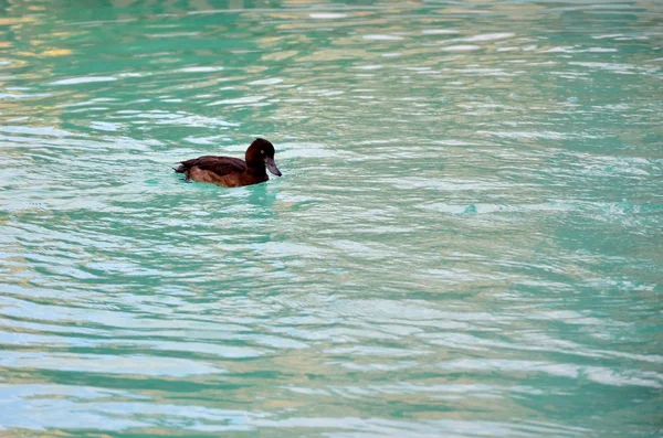 Pato selvagem em uma piscina — Fotografia de Stock