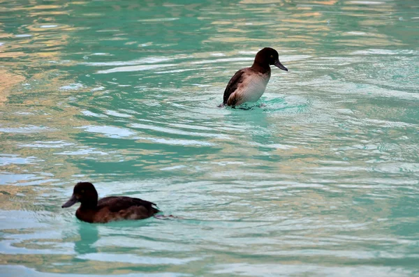 Patos selvagens no lago — Fotografia de Stock